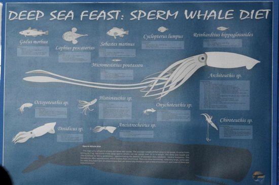 Expert Guide to Sperm Whale Diet: Discover Current Trends and Effective Feeding Habits in 2025