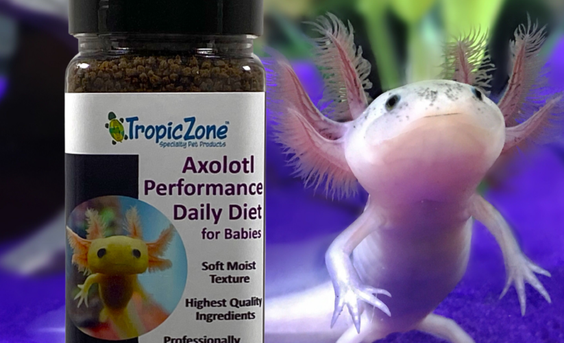 Best 7 Foods for Axolotls: Improve Health and Growth in 2025