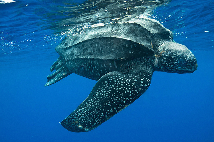 Leatherback Sea Turtle Diet Image 1