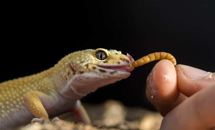 Effective Ways to Optimize Your Leopard Gecko Diet in 2025