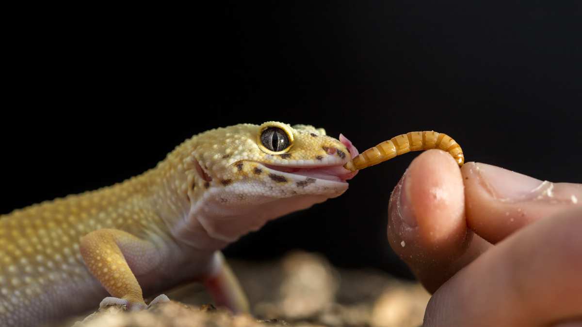 Effective Ways to Optimize Your Leopard Gecko Diet in 2025