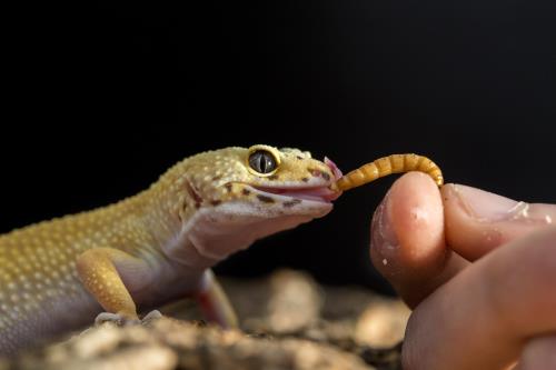 Effective Ways to Optimize Leopard Gecko Diet for Better Health in 2025