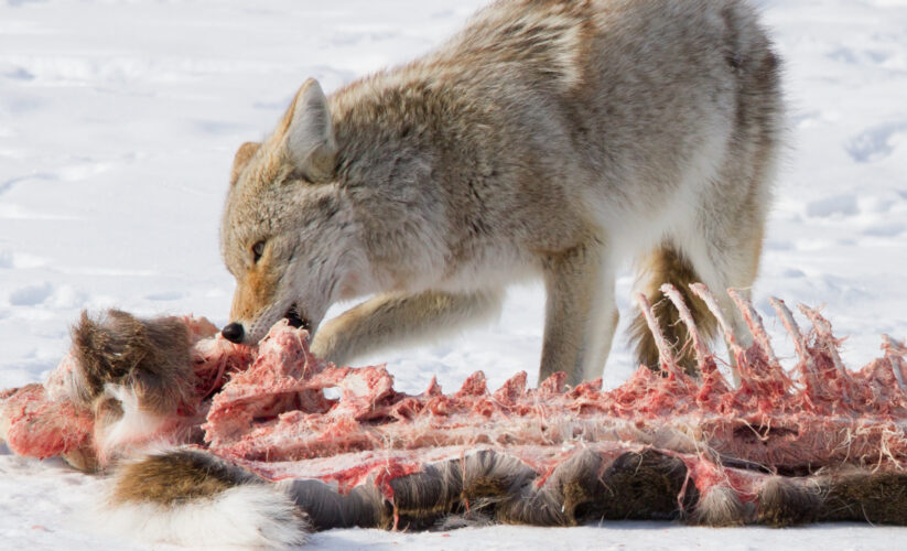 Smart Ways to Improve Your Coyote Diet in 2025: Discover the Best Food Sources!