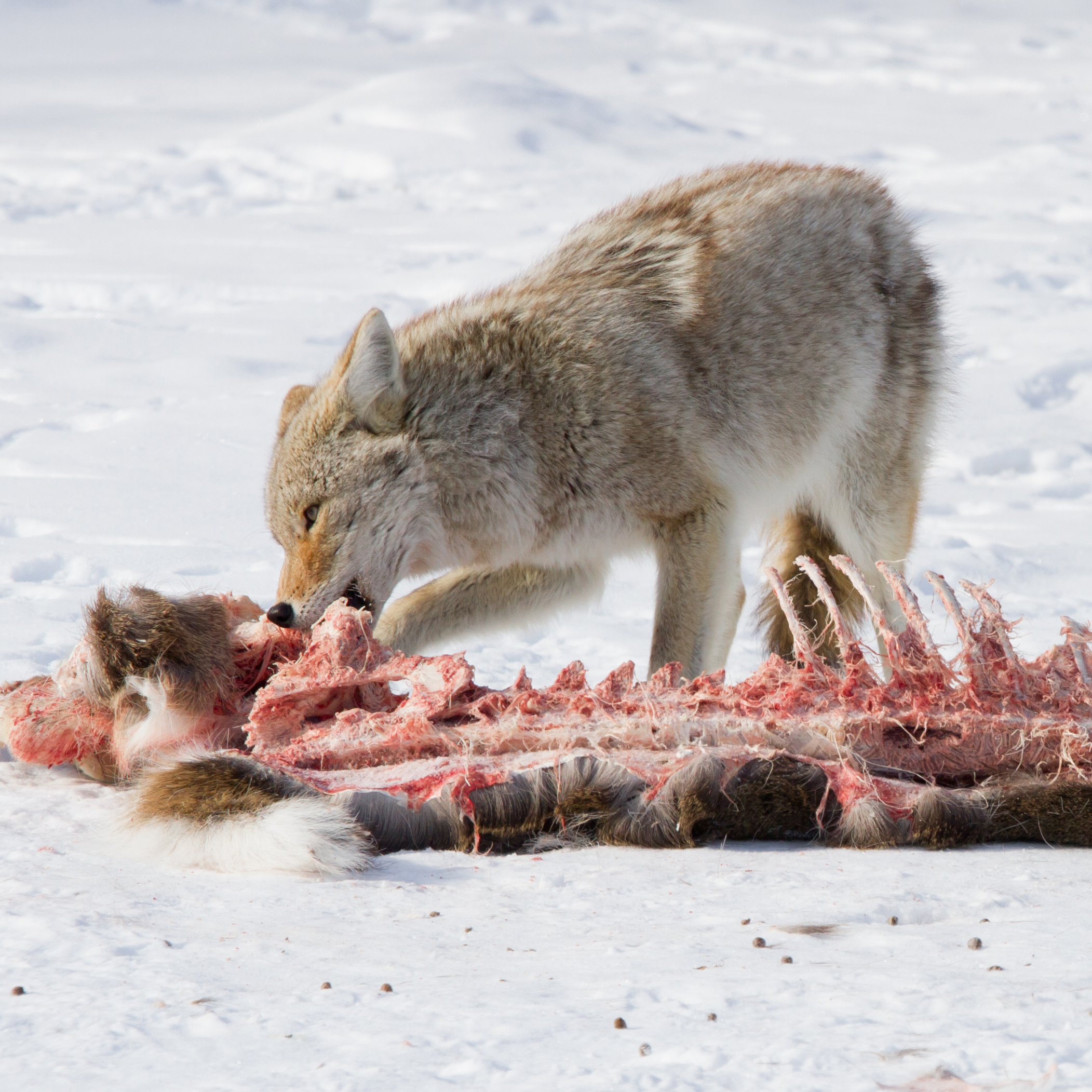 Smart Ways to Improve Your Coyote Diet in 2025: Discover the Best Food Sources!