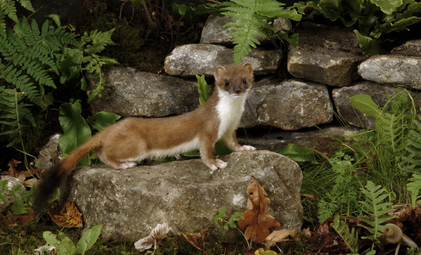 Essential Guide to Understanding the Stoat Diet: Discover What They Eat in 2025