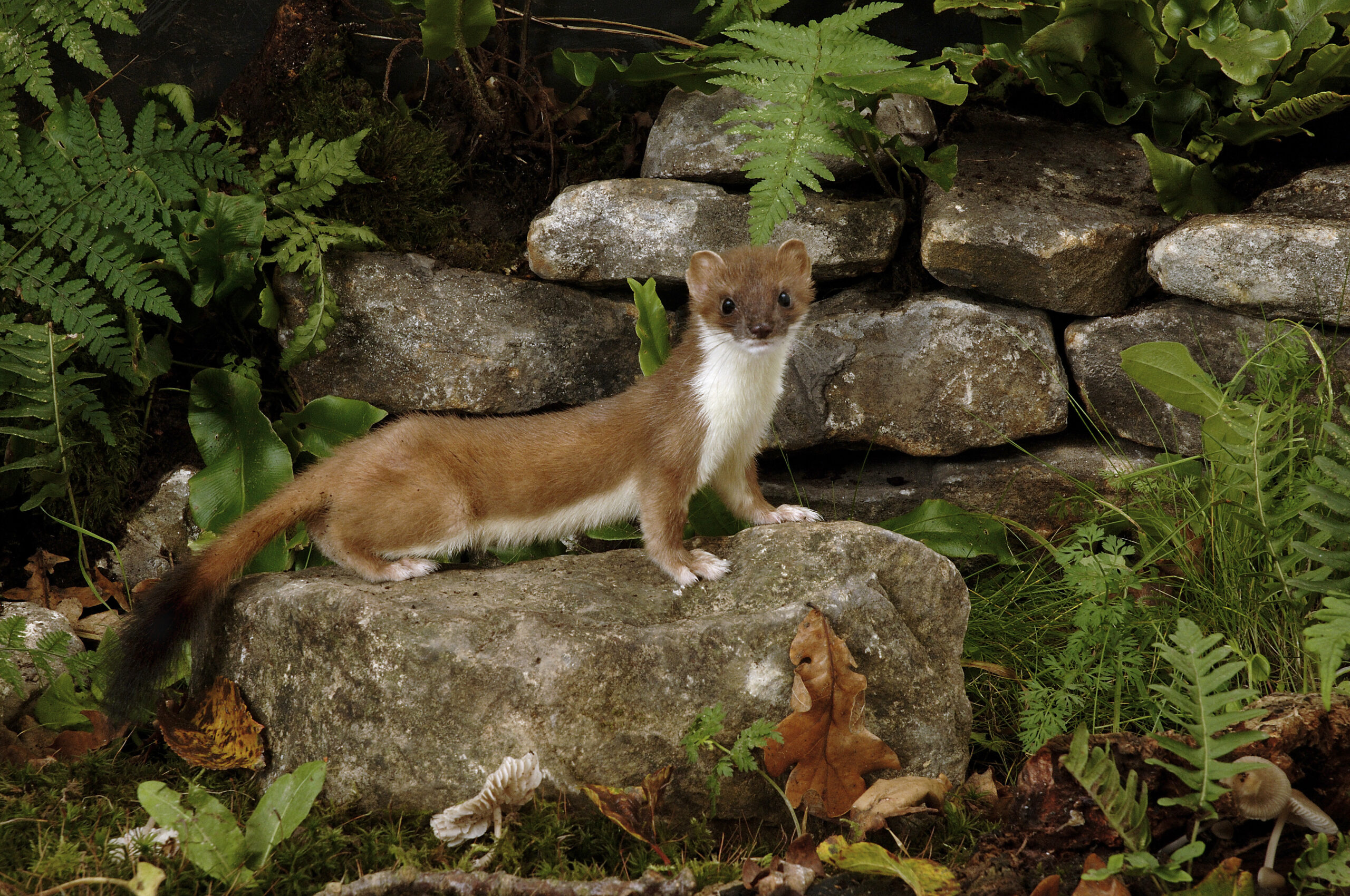 Essential Guide to Understanding the Stoat Diet: Discover What They Eat in 2025