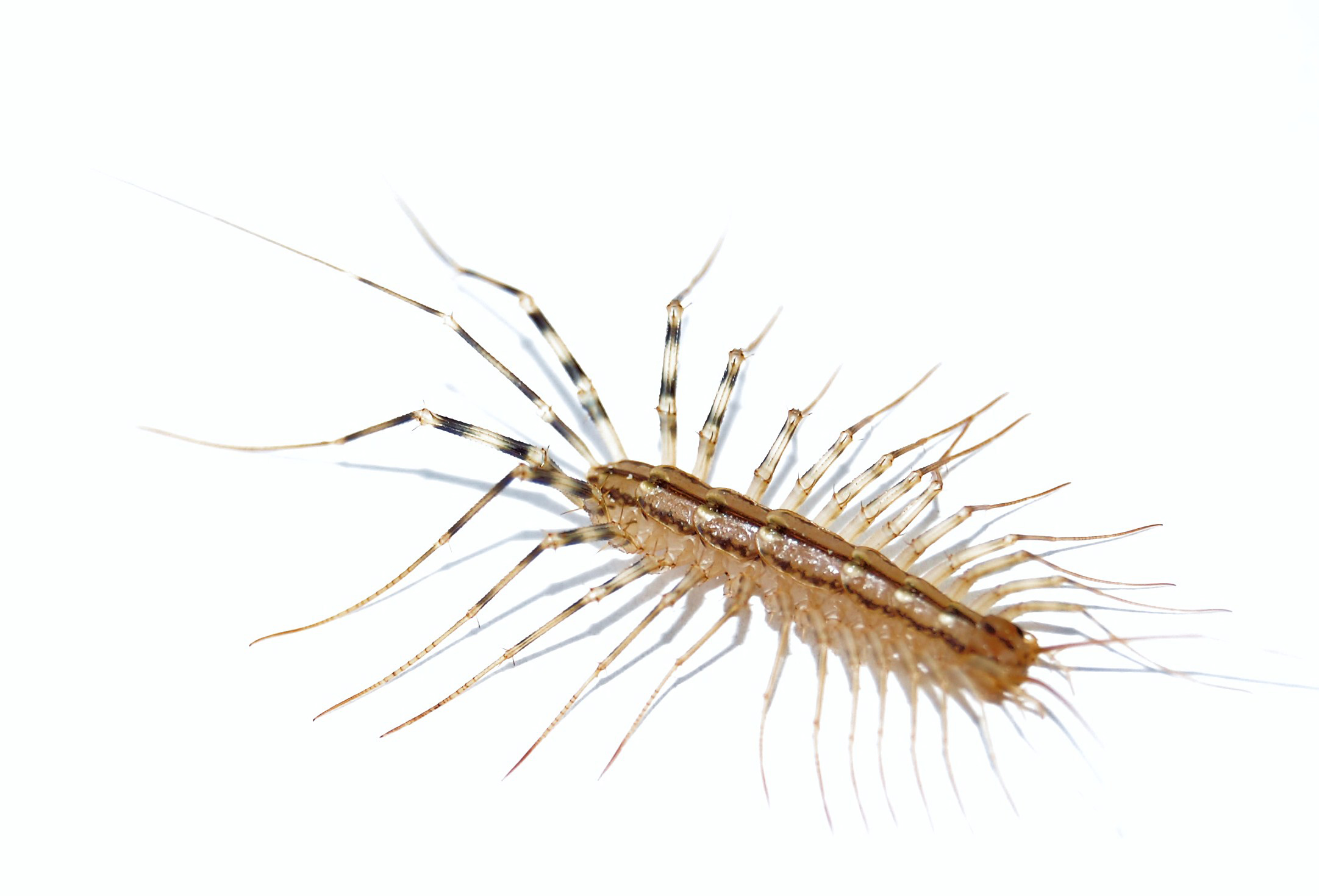 Essential Guide to House Centipede Diet: Explore 2025’s Best Feeding Practices