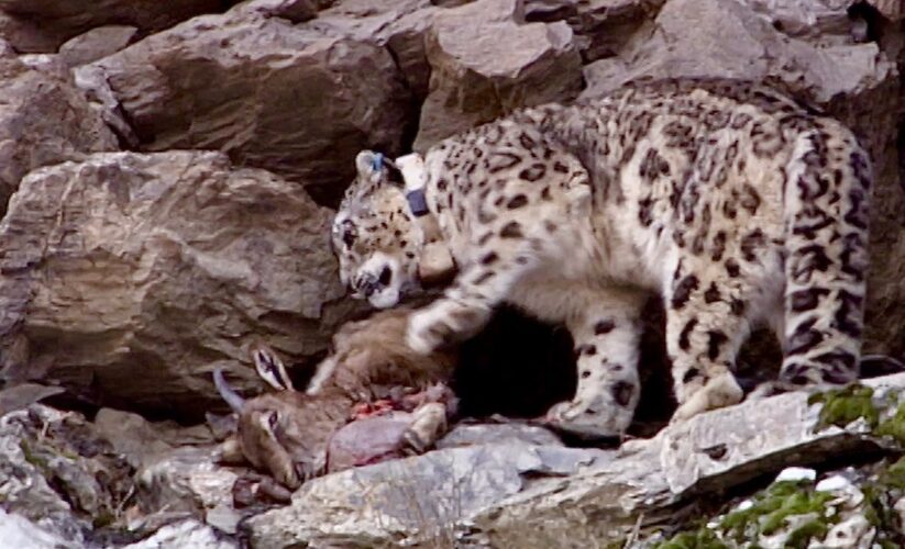 Essential Guide to Snow Leopard Diet: Best Ways to Ensure their Survival in 2025