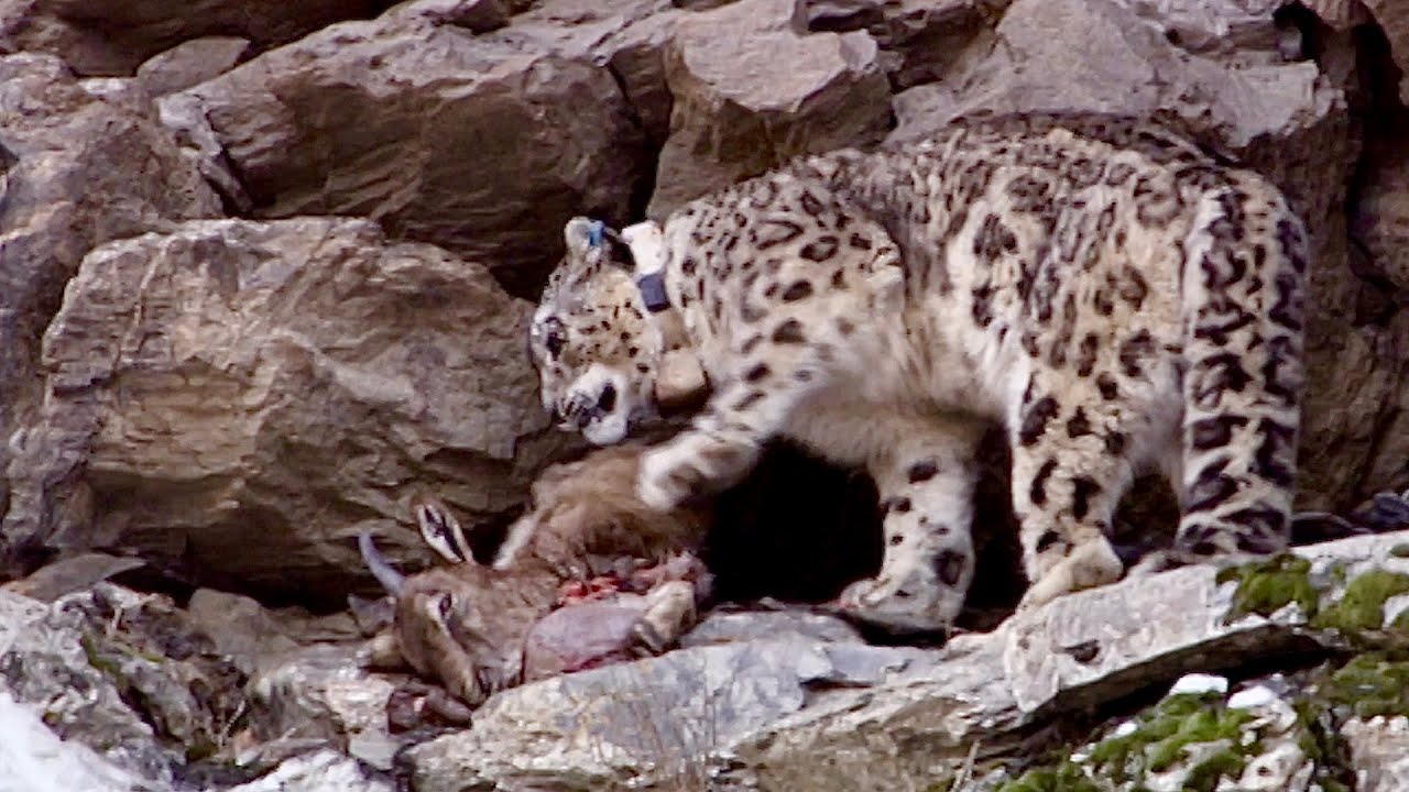 Essential Guide to Snow Leopard Diet: Best Ways to Ensure their Survival in 2025