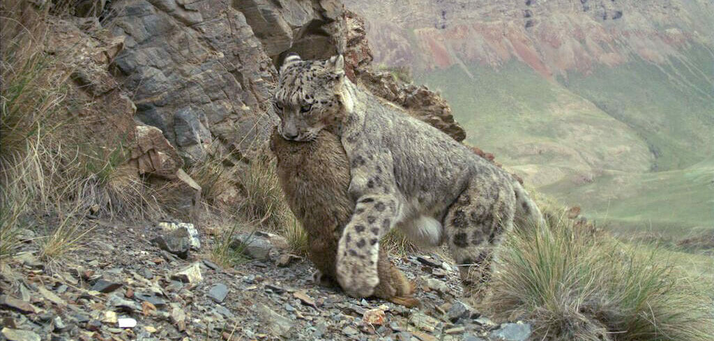 Snow Leopard in Habitat