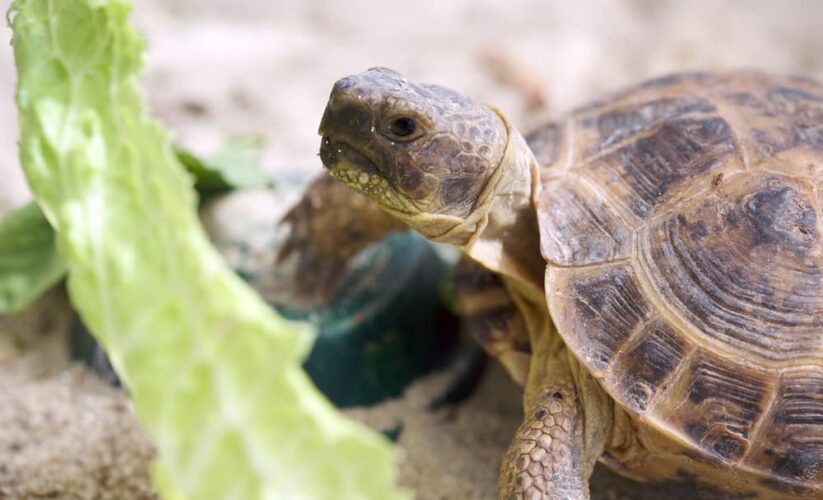 Effective Ways to Optimize Your Russian Tortoise Diet in 2025: Discover Essential Foods for Health