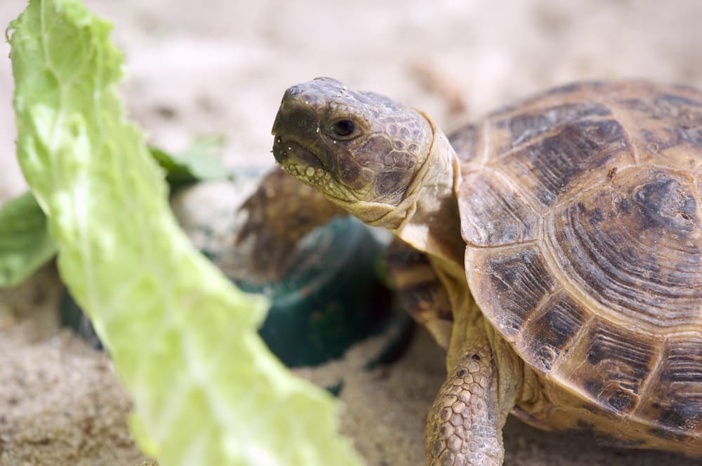 Effective Ways to Optimize Your Russian Tortoise Diet in 2025: Discover Essential Foods for Health