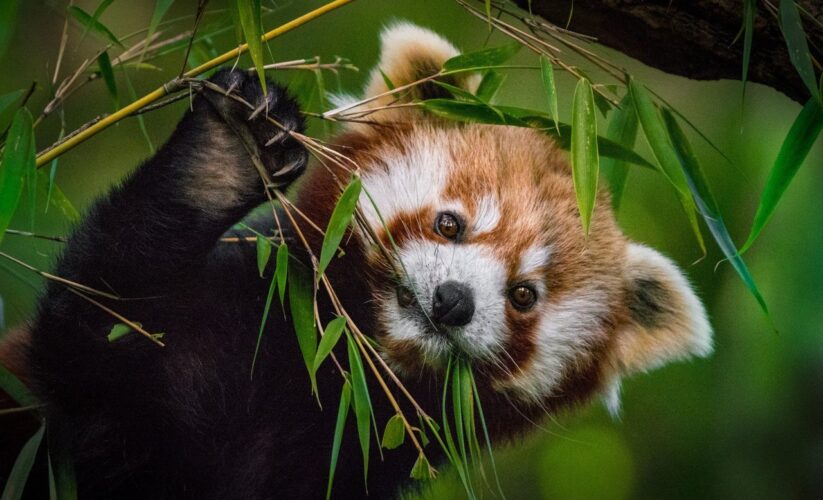 Effective Ways to Enhance Your Red Panda Diet in 2025: Discover Essential Foods for Their Well-being