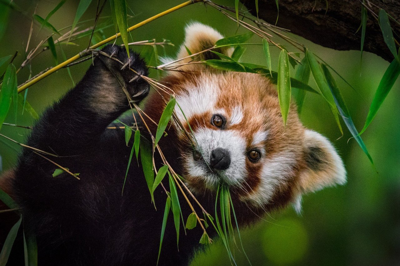 Effective Ways to Enhance Your Red Panda Diet in 2025: Discover Essential Foods for Their Well-being