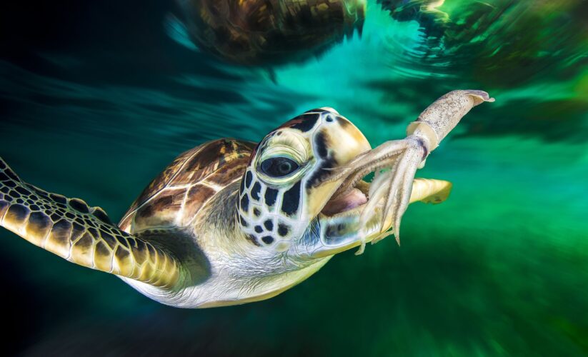 Effective Ways to Optimize Sea Turtle Diet for Better Health in 2025