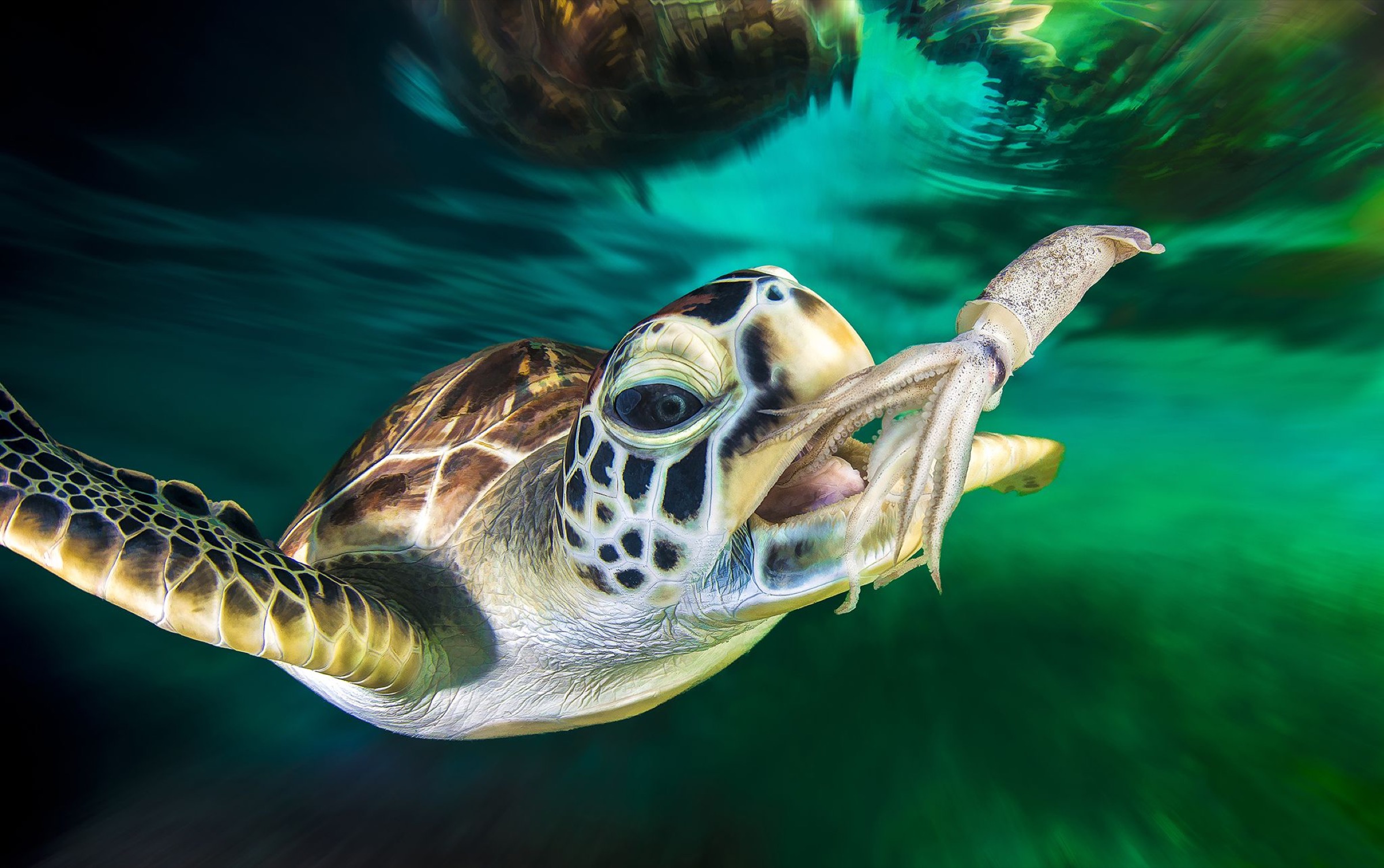 Effective Ways to Optimize Sea Turtle Diet for Better Health in 2025