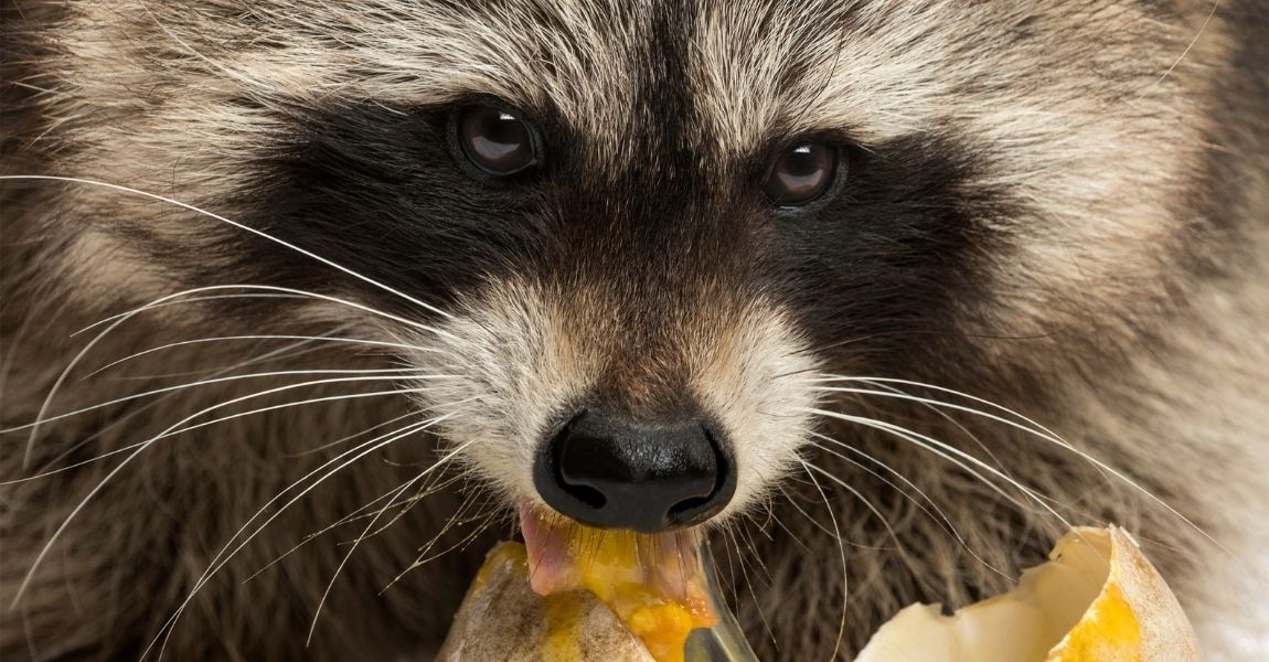 Raccoon eating