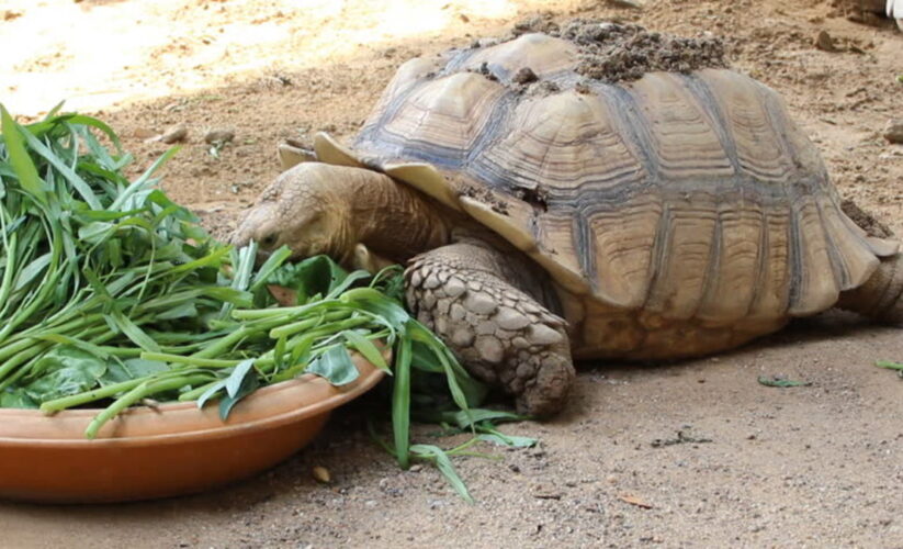 Essential Guide to Sulcata Tortoise Diet: 5 Practical Solutions for Optimal Nutrition in 2025