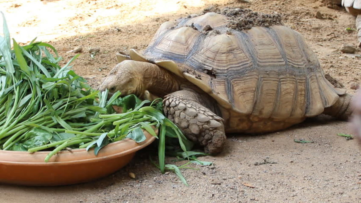 Essential Guide to Sulcata Tortoise Diet: 5 Practical Solutions for Optimal Nutrition in 2025