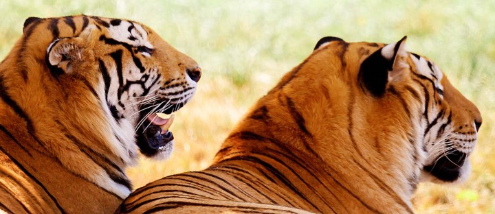 Effective Ways to Optimize Your Tiger Diet for Better Health in 2025