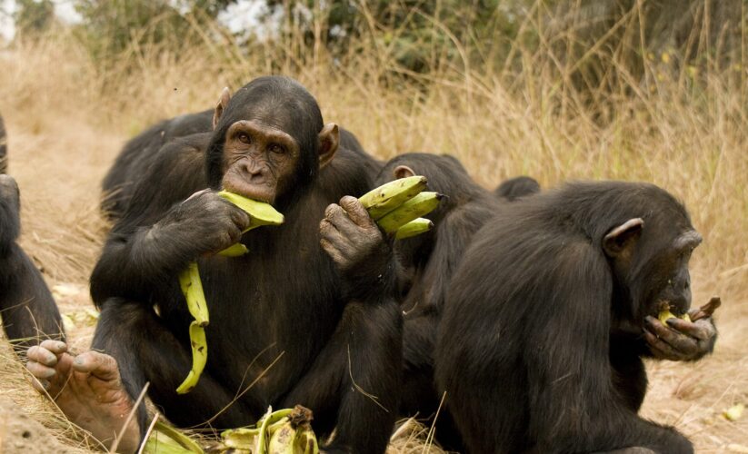 Effective Ways to Optimize Chimpanzee Diet for Improved Health in 2025