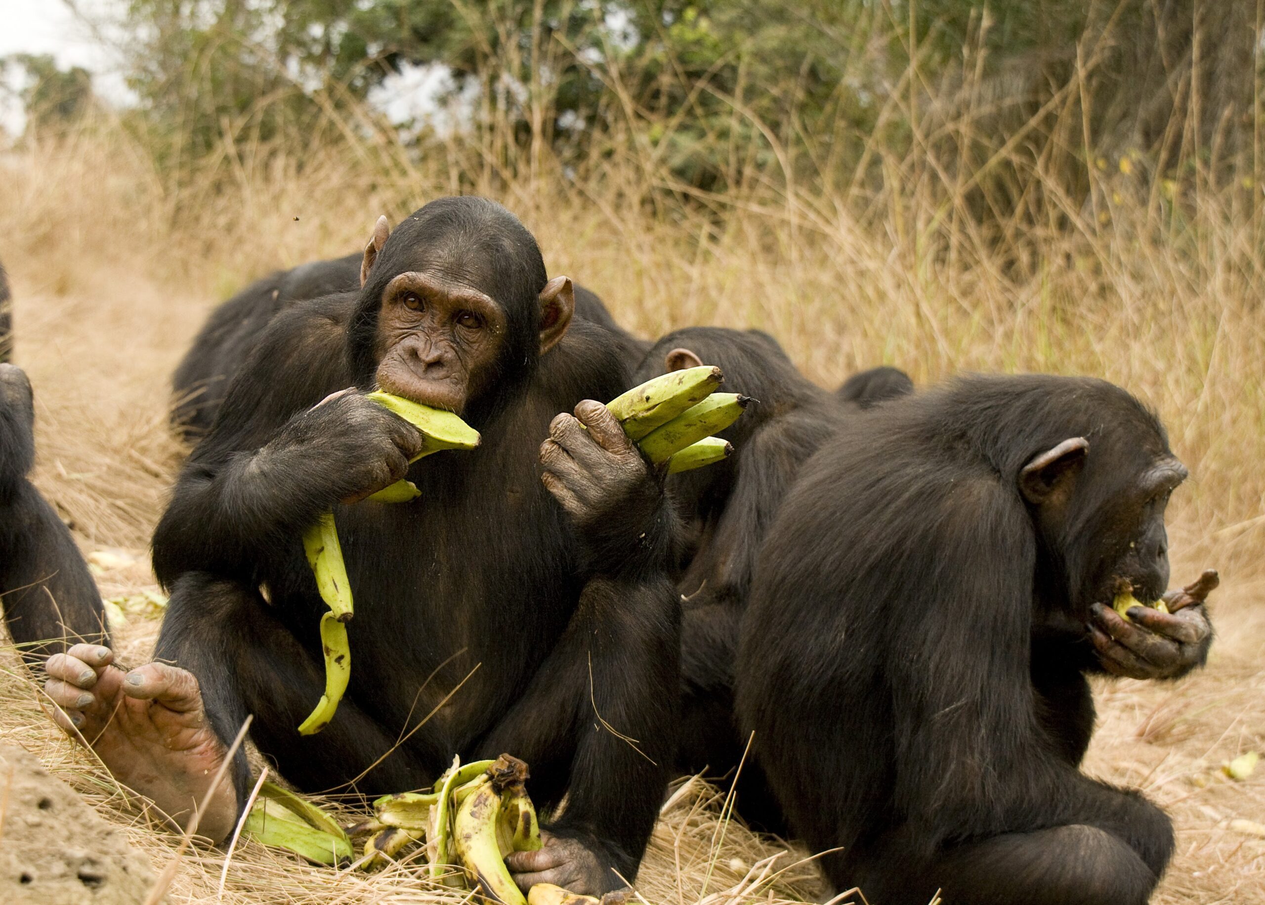 Effective Ways to Optimize Chimpanzee Diet for Improved Health in 2025