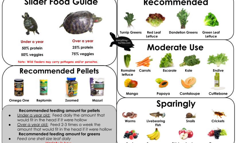 Effective Ways to Optimize Your Red Eared Slider Diet in 2025: Discover Essentials for Healthy Growth