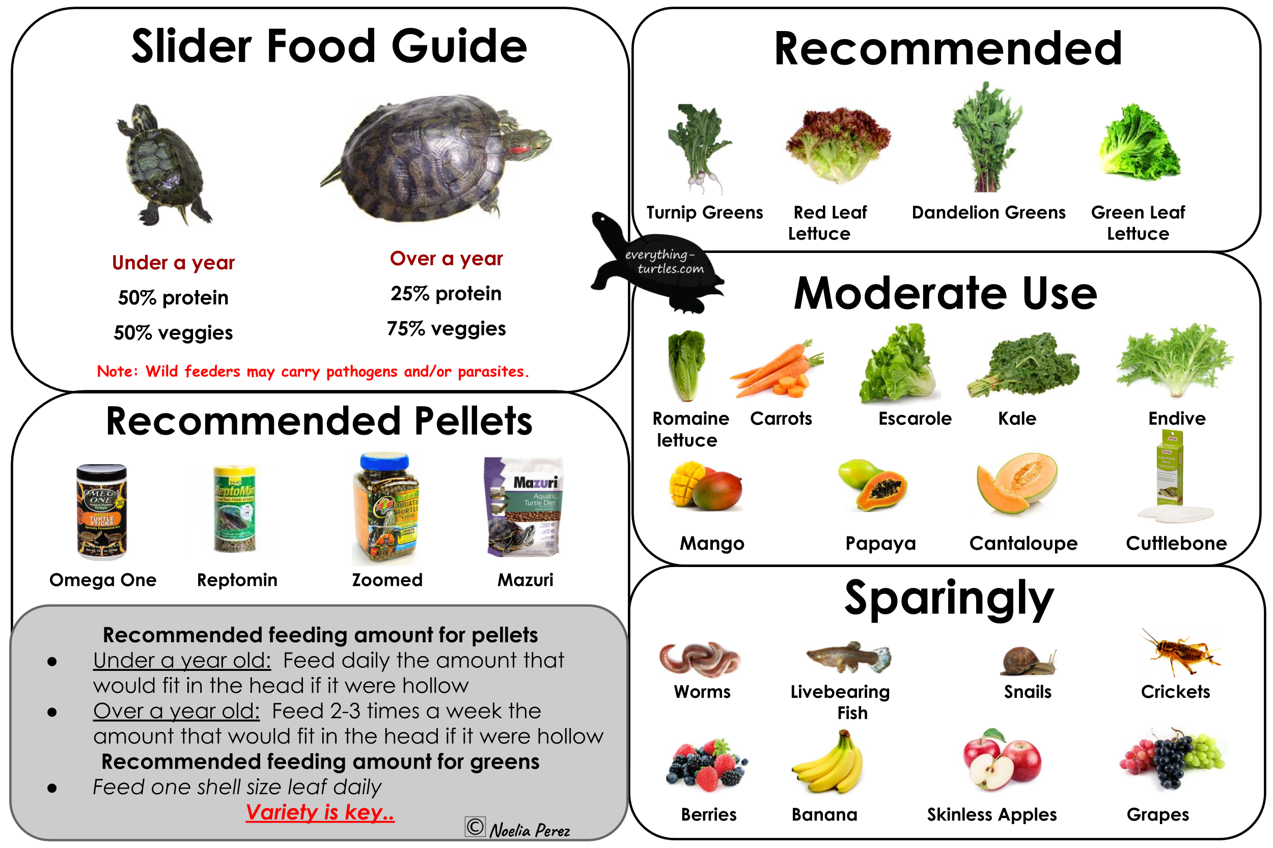 Effective Ways to Optimize Your Red Eared Slider Diet in 2025: Discover Essentials for Healthy Growth