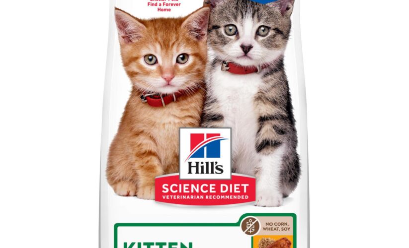 Best 5 Science Diet Kitten Food Options for Healthy Growth in 2025