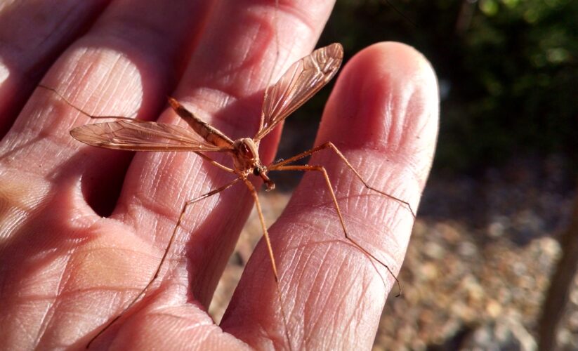 Effective Ways to Understand the Crane Fly Diet: Discover Their Feeding Habits in 2025