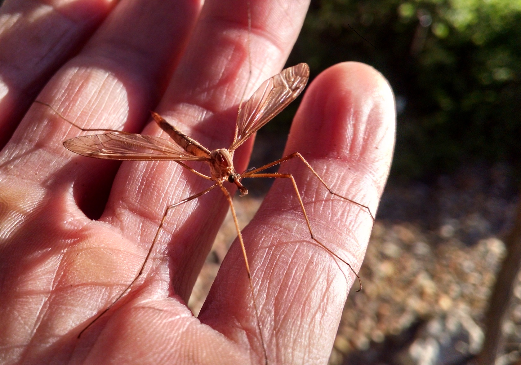 Effective Ways to Understand the Crane Fly Diet: Discover Their Feeding Habits in 2025