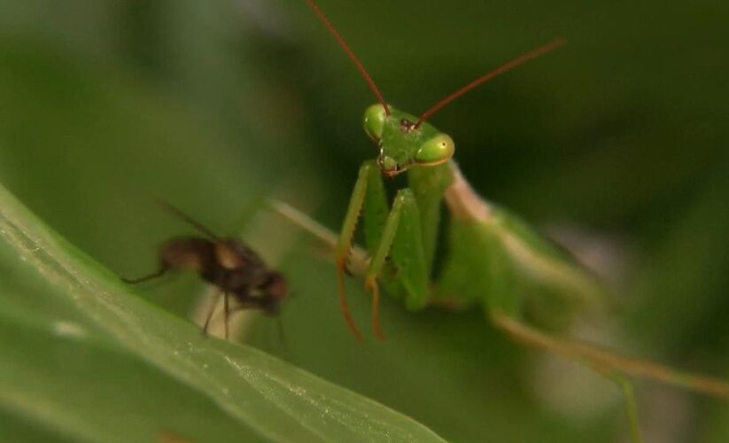 Essential Guide to Praying Mantis Diet: Discover Their Current Food Preferences in 2025