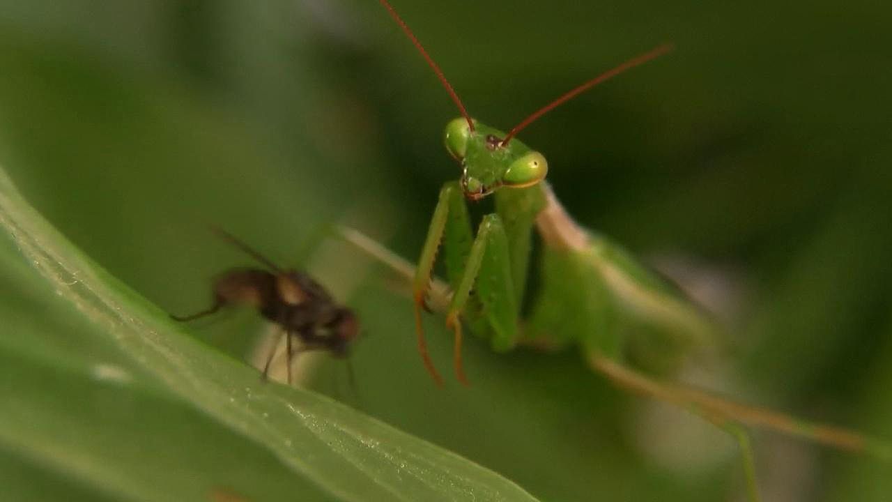 Essential Guide to Praying Mantis Diet: Discover Their Current Food Preferences in 2025