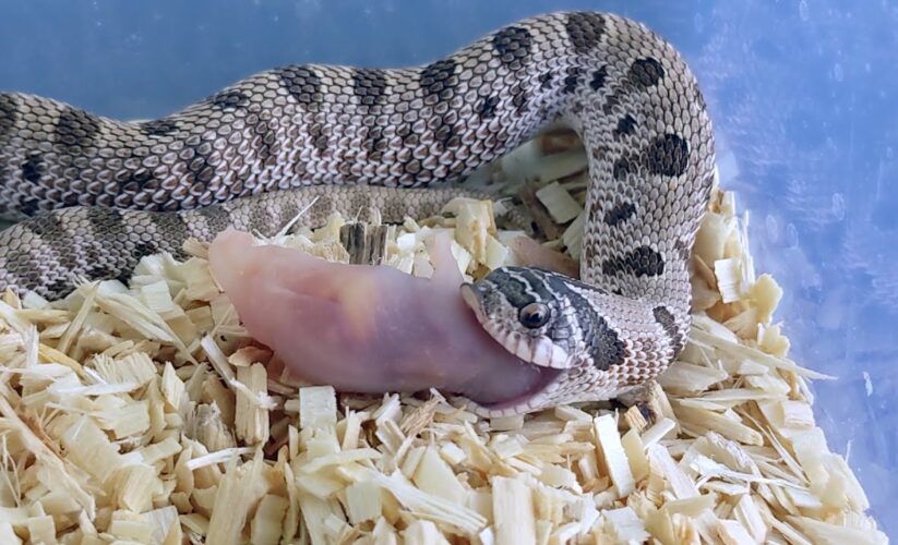 Effective Ways to Enhance Your Hognose Snake Diet in 2025: Discover Optimal Feeding Strategies