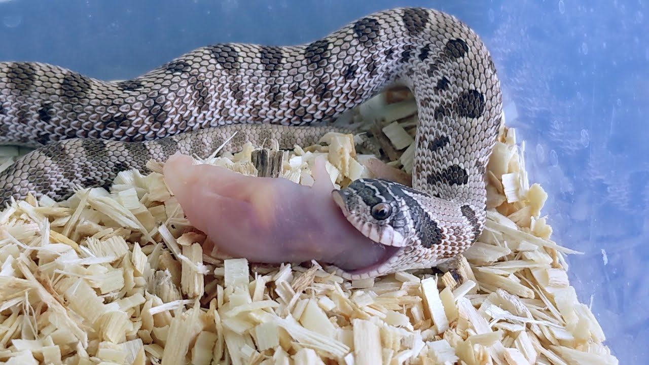 Effective Ways to Enhance Your Hognose Snake Diet in 2025: Discover Optimal Feeding Strategies