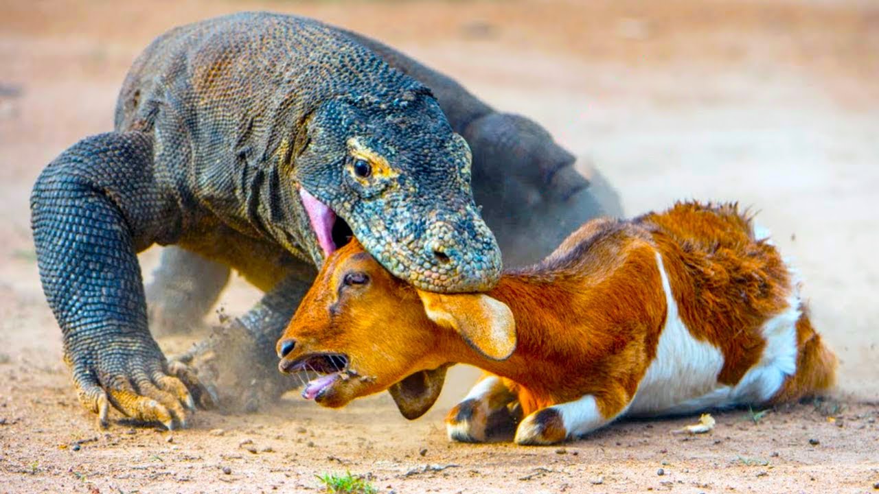 Effective Ways to Understand Komodo Dragon Diet in 2025: Discover Their Eating Habits