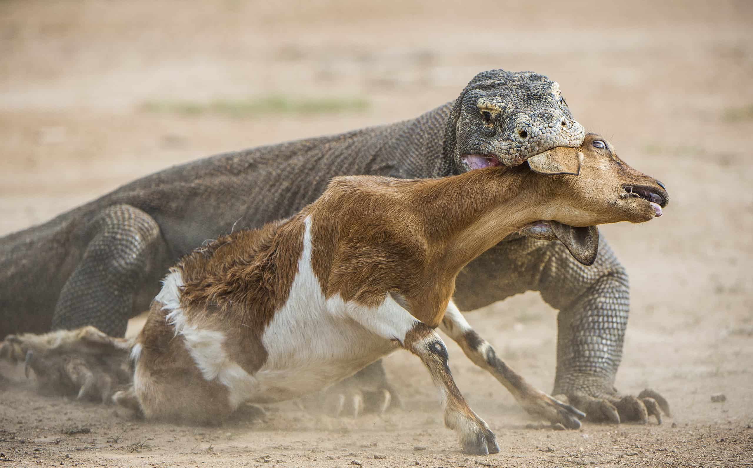 Komodo Dragon Diet