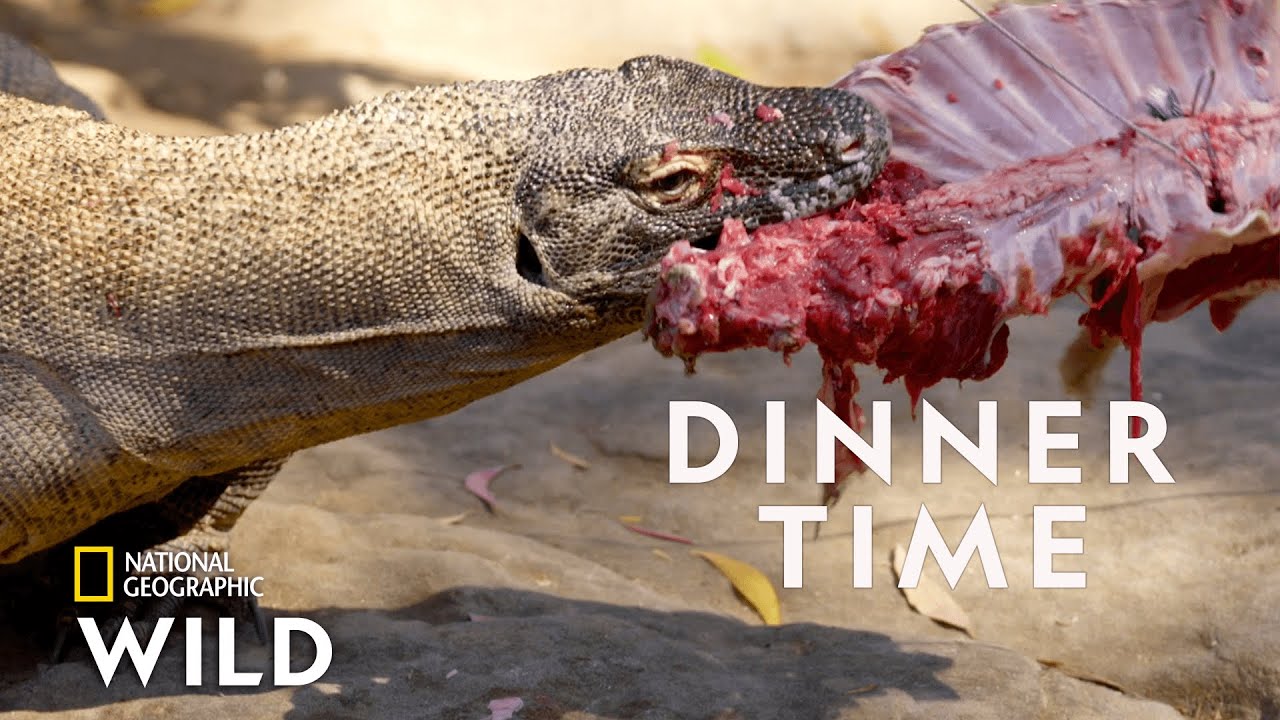 Komodo Dragon Feeding