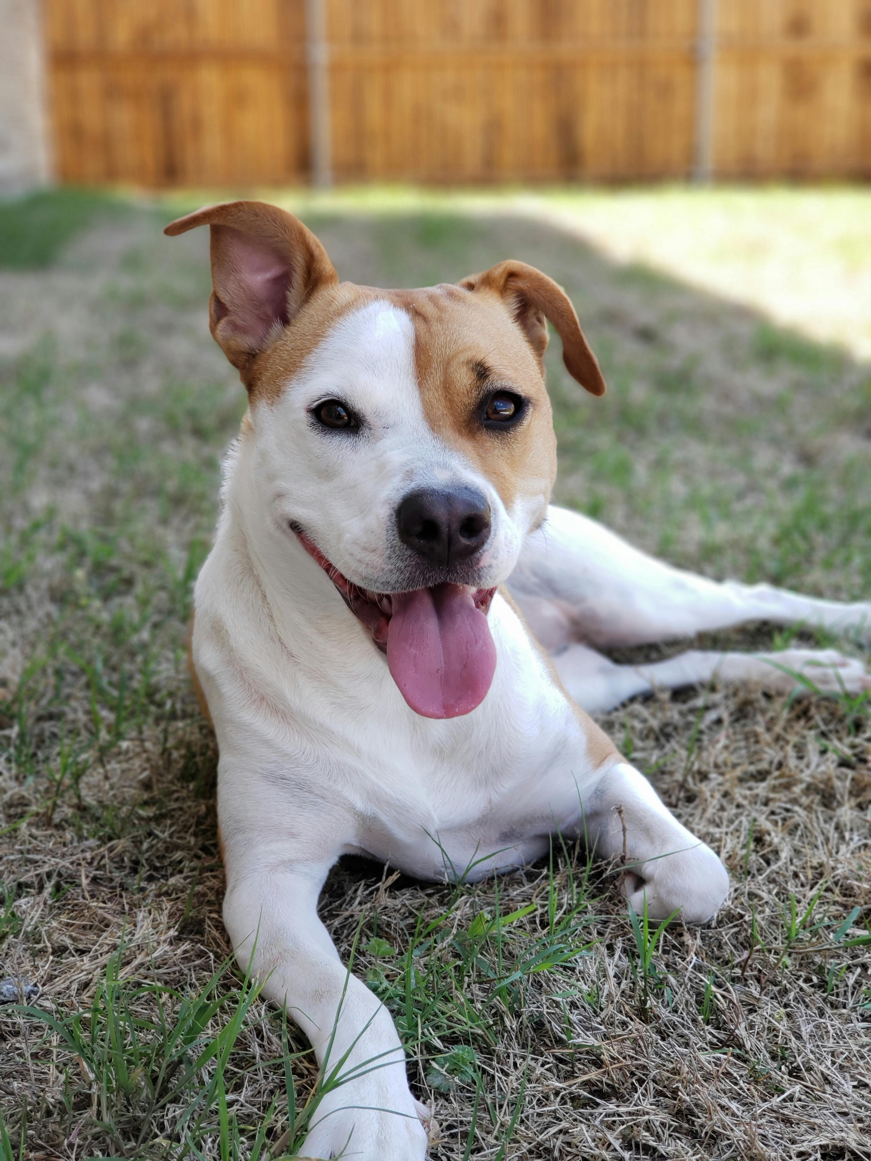 Large Breed Puppy Food Choices