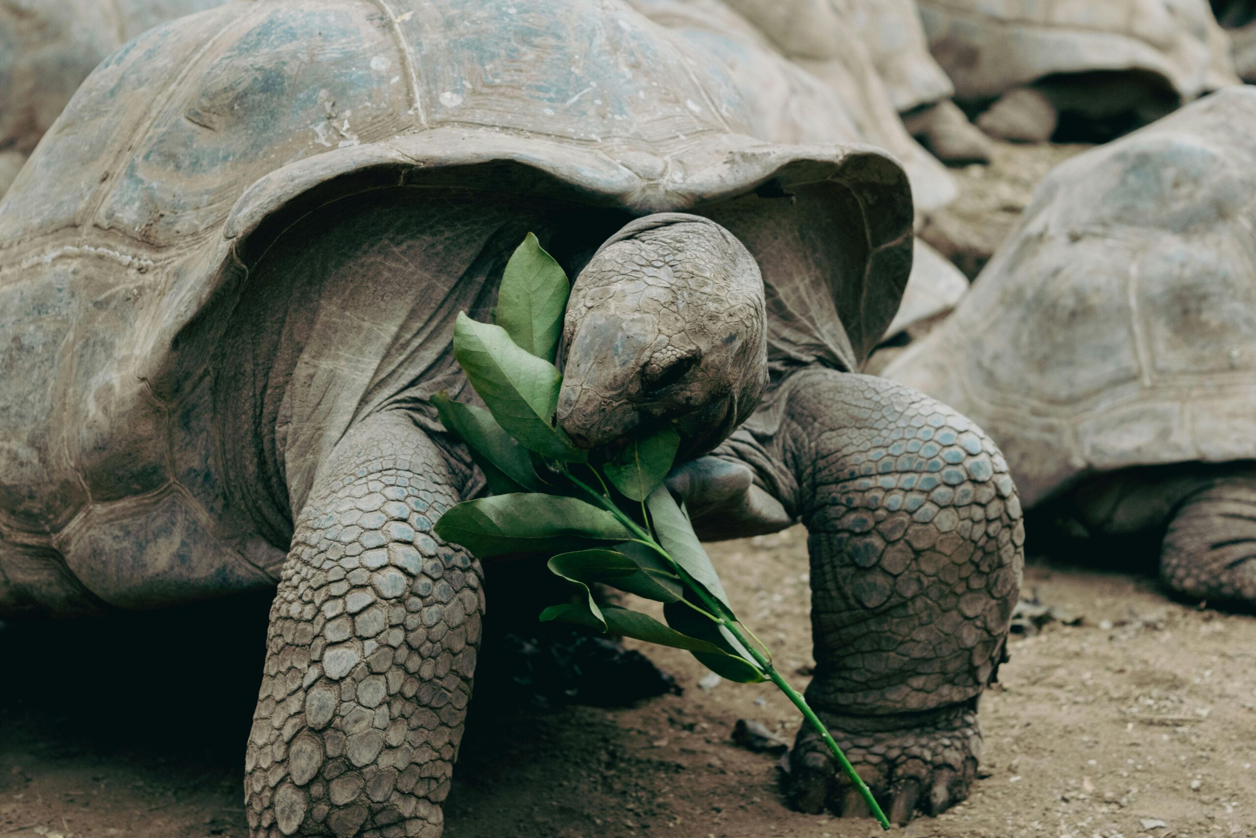 Essential Guide to Mazuri Tortoise Diet: Practical Solutions for Optimal Health in 2025