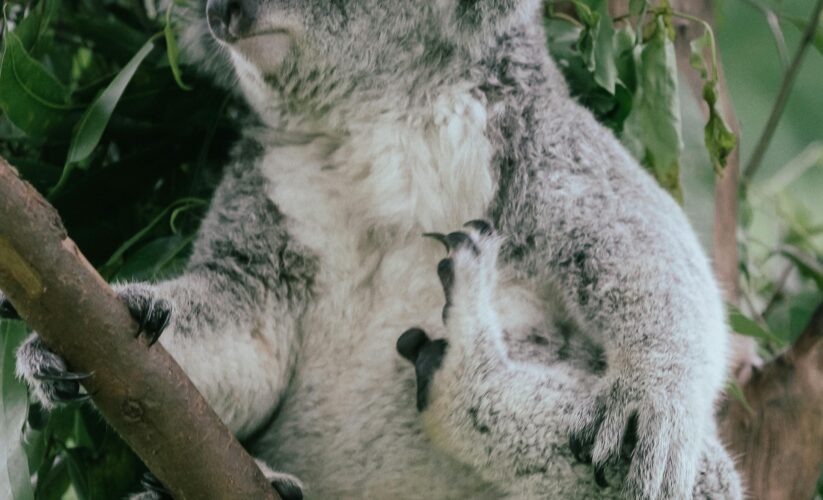 Effective Ways to Enhance Your Understanding of Koalas’ Diet in 2025