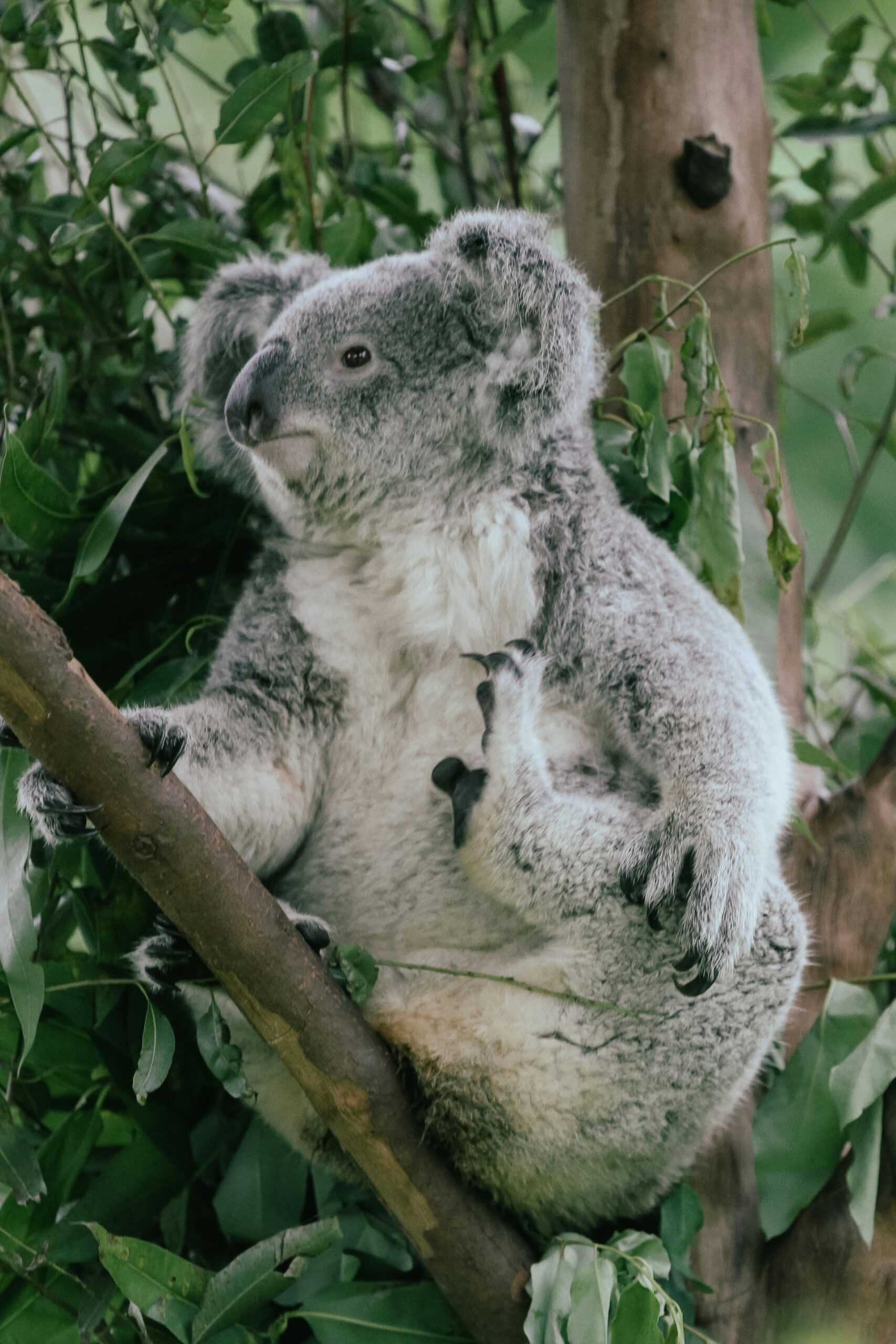 Effective Ways to Enhance Your Understanding of Koalas’ Diet in 2025