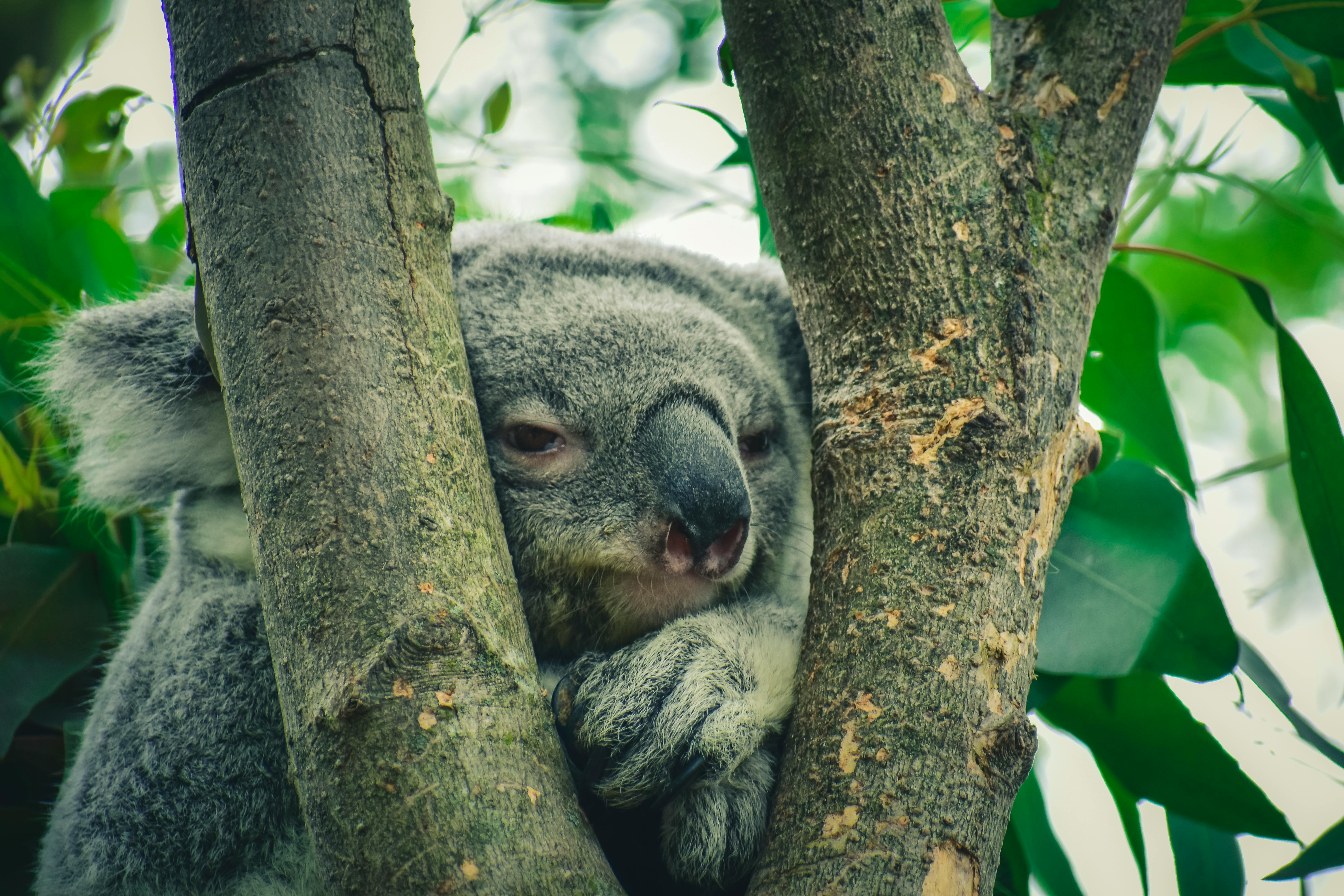 Koalas Eucalyptus Diet