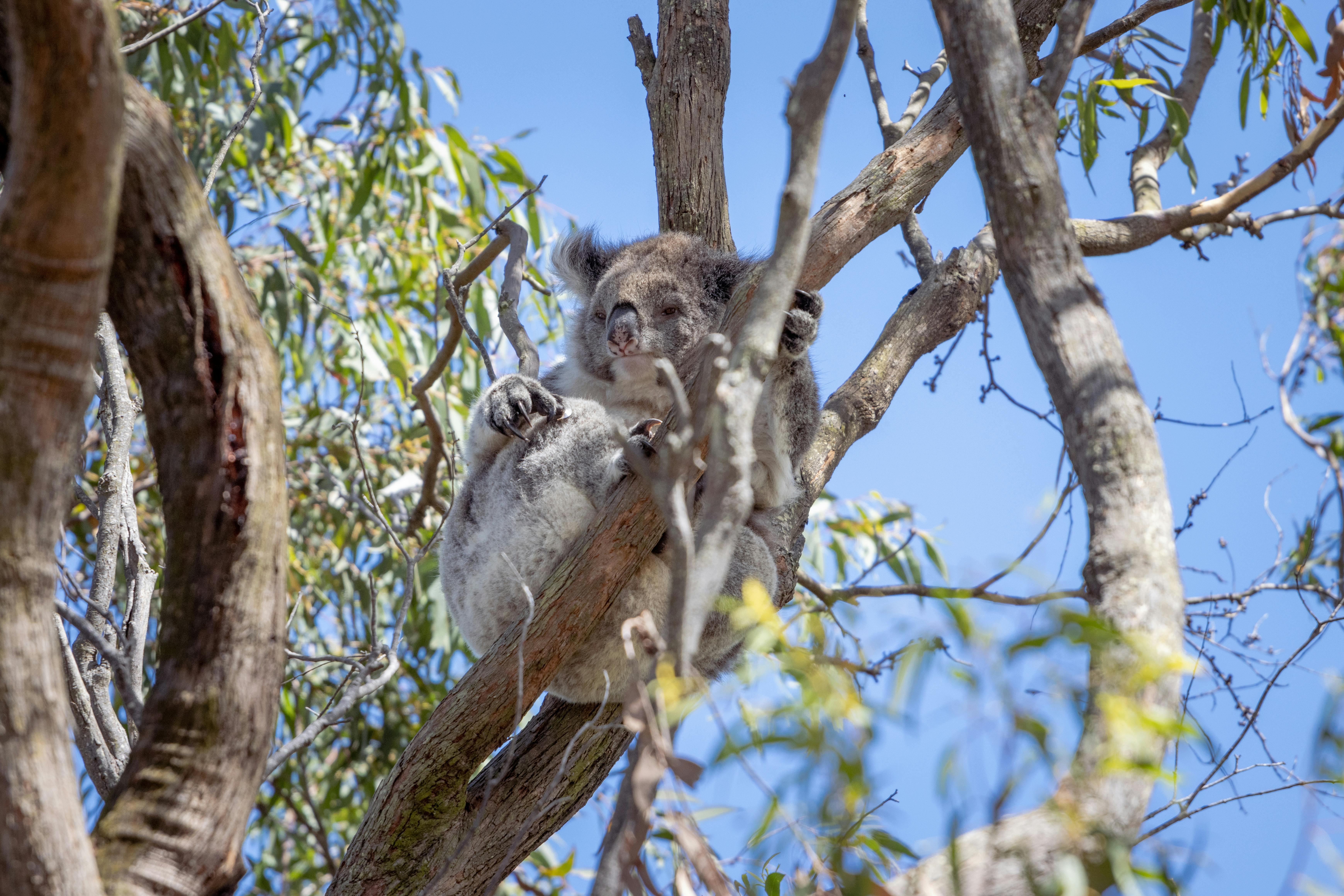 Koala Feeding on Eucalyptus